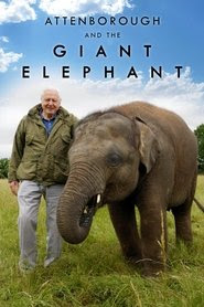 Film Attenborough and the Giant Elephant 2017 En Anglais