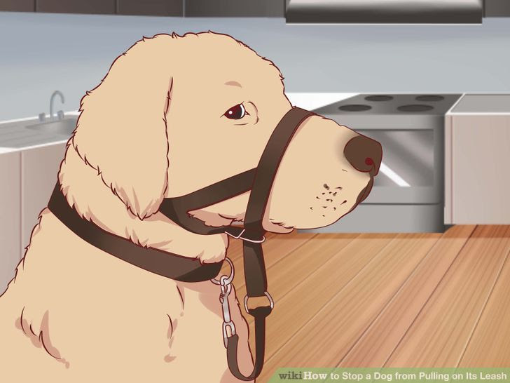 Stop a Dog from Pulling on Its Leash Step 10.jpg