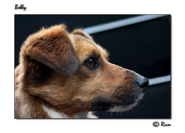 Hond