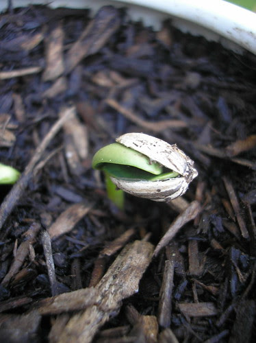 sunflower sprout