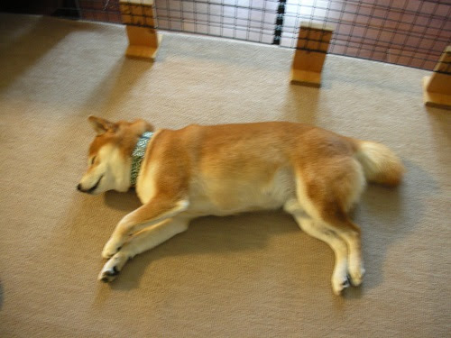 13年09月02日 日本男子犬 桜太です