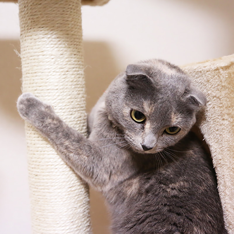 獣医師監修 猫がトイレで鳴くのは病気かも 4つの理由と対処法について