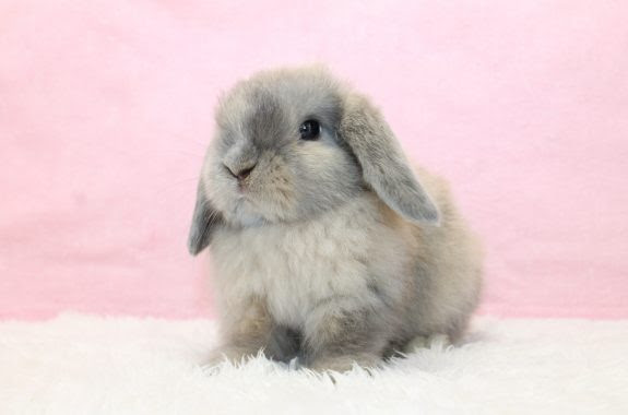 ホーランドロップ 女の子 堺店 ハーレクイン 近日デビュー予定 うさぎ専門店 Lapin House