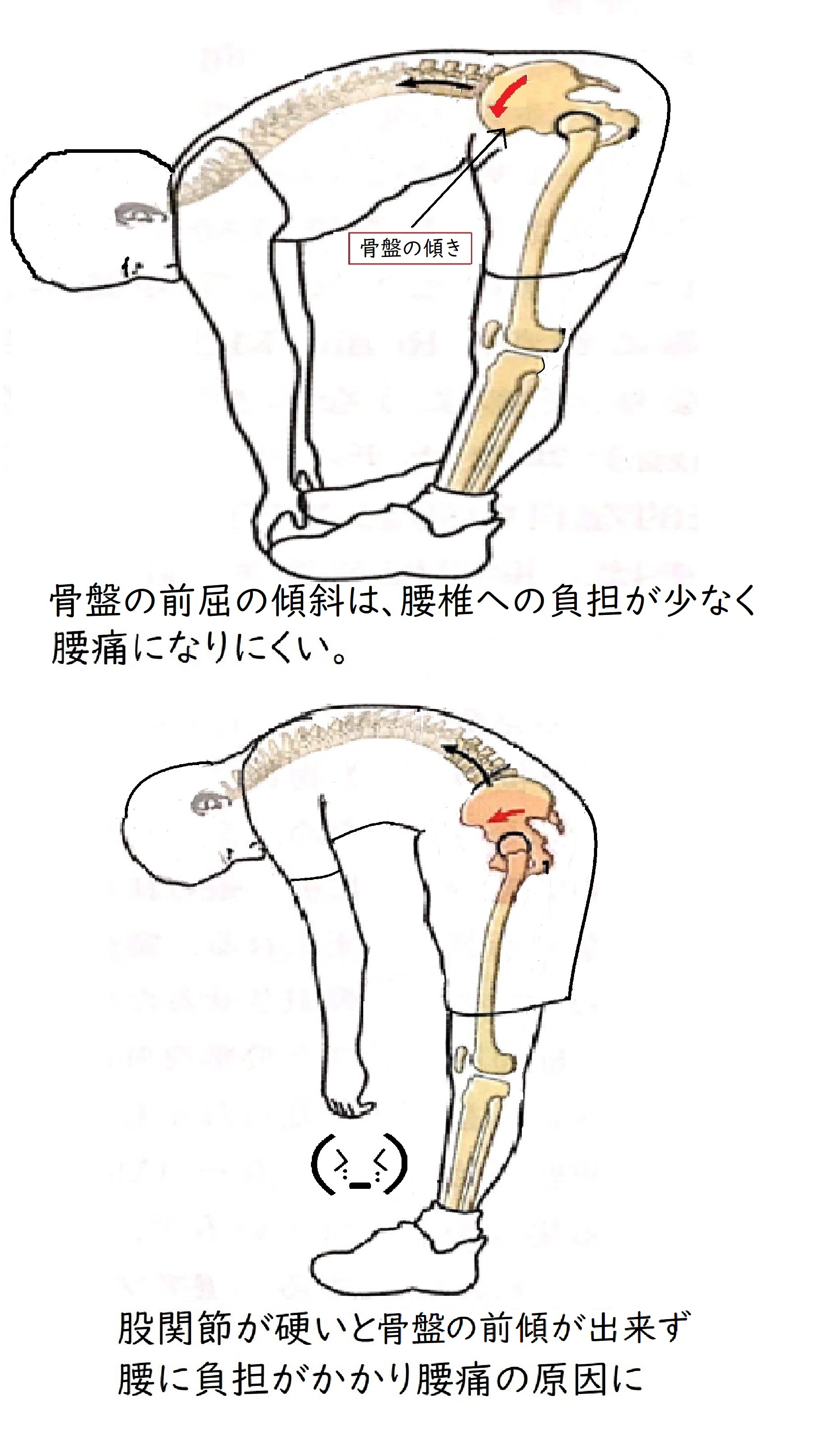 股関節に関わる筋肉のストレッチで腰痛の解消