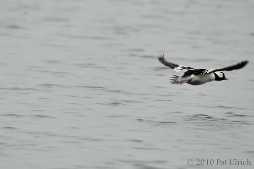 Soaring away