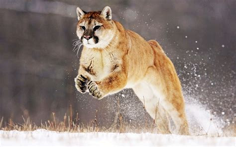 mountain lion wallpapers hd wallpapers id