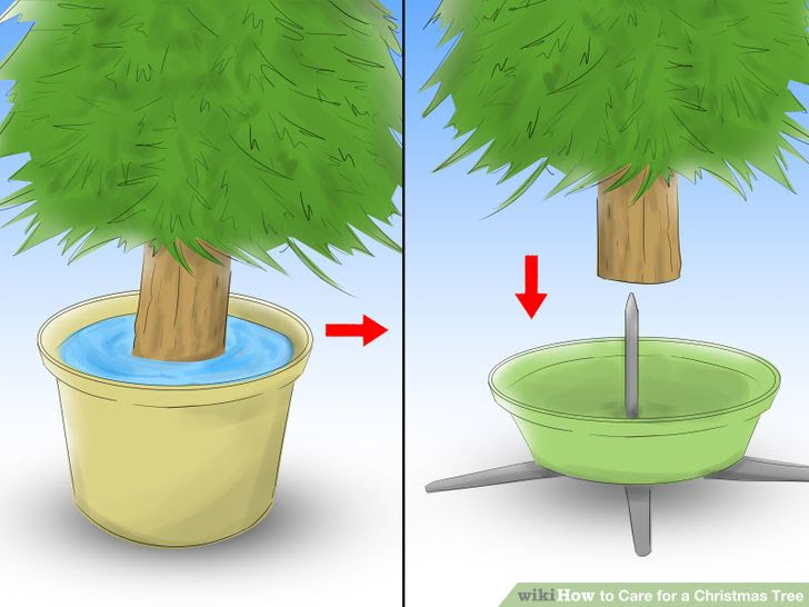 Care for a Christmas Tree Step 6.jpg