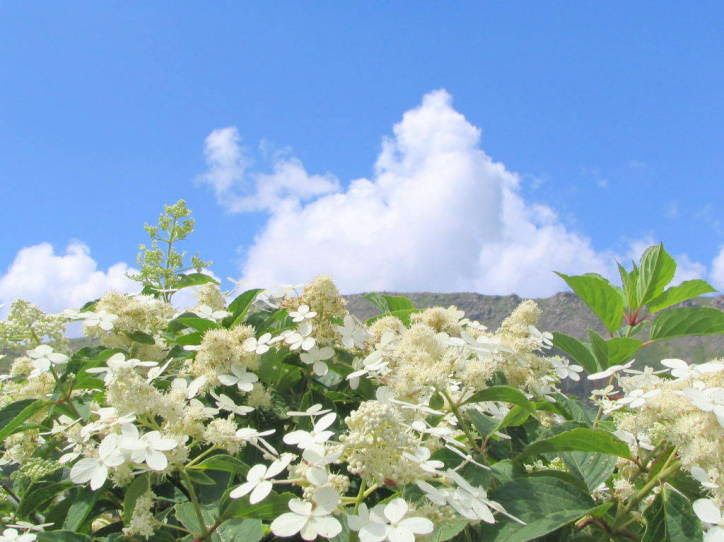 白色の花図鑑