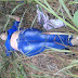 Shot Dead Woman Feet : Woman suspected as a spy was shot dead - SeeGore - About two feet down, they.