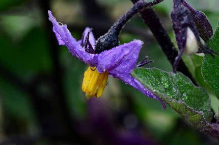 平淡茄子花