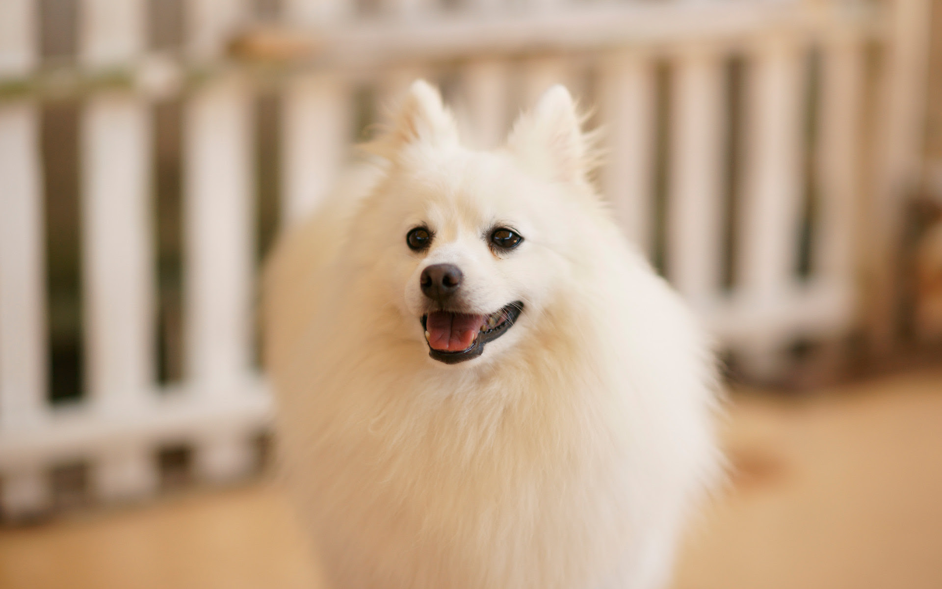 犬19 10 無料写真素材ならフリー素材タウン