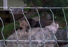 StoneZoo_62009_OttersB