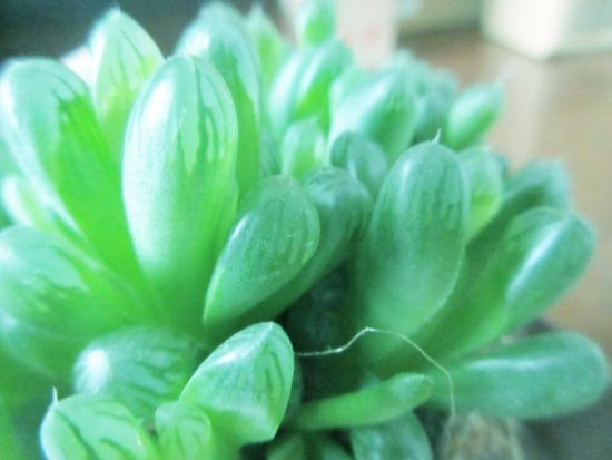 ハオルチア オブツーサの育て方 ハオルチアの増やし方株分け方法など