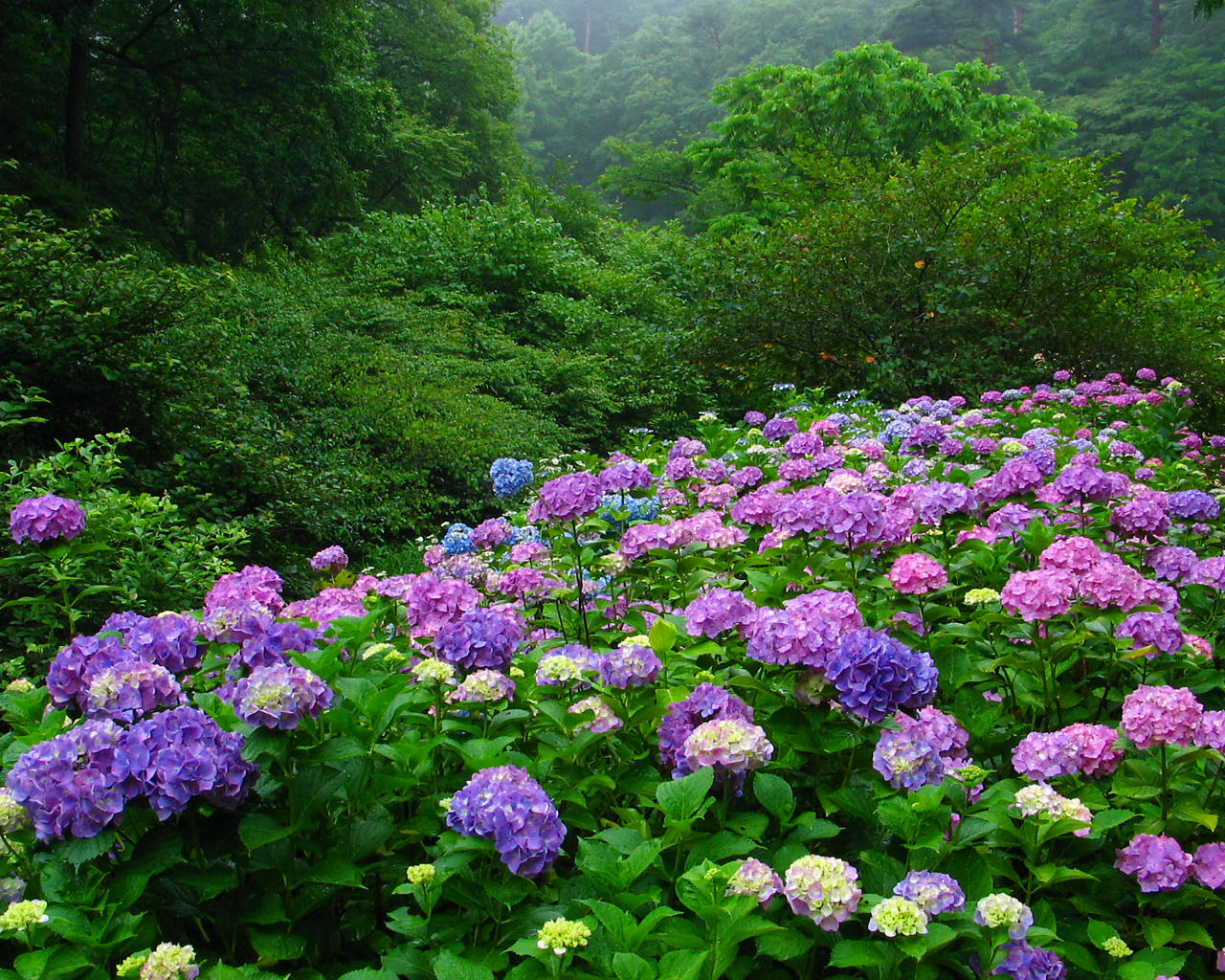 紫陽花園 紫陽花の花 壁紙写真 四季の彩り壁紙写真集