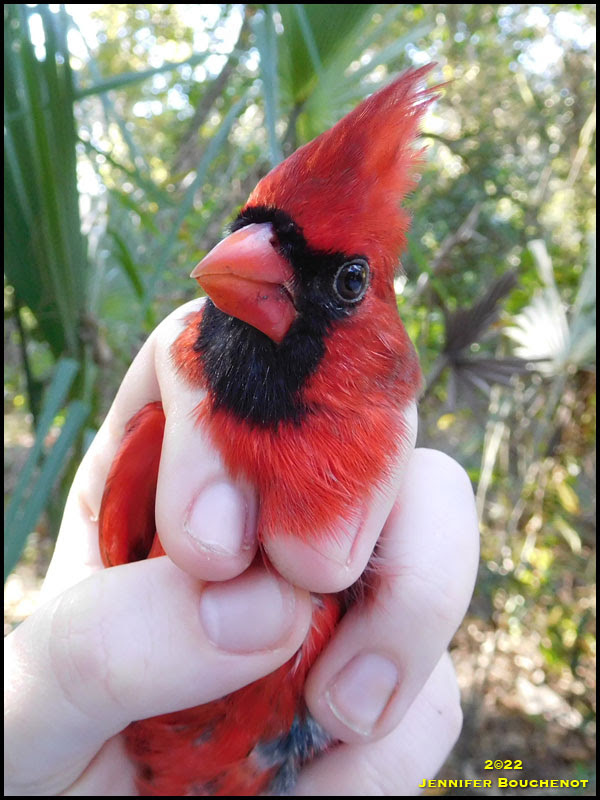 Northern Cardinal