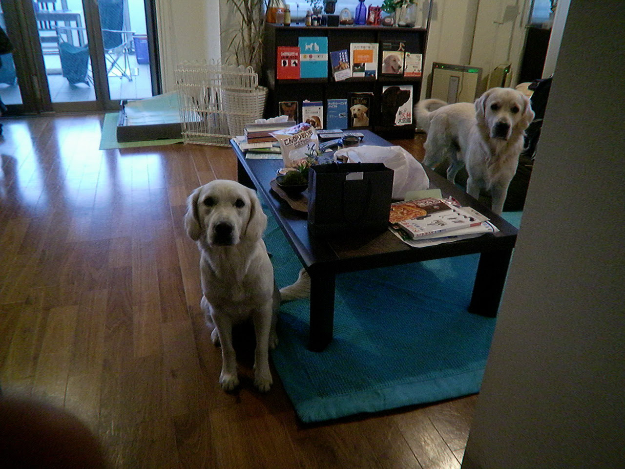 ドッグトレーナーのひとりごと 犬は反省するのか