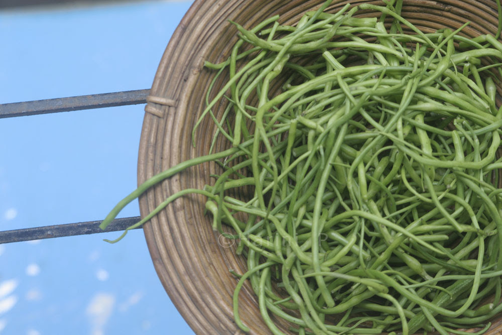 Moolachya shenga or pod radishes