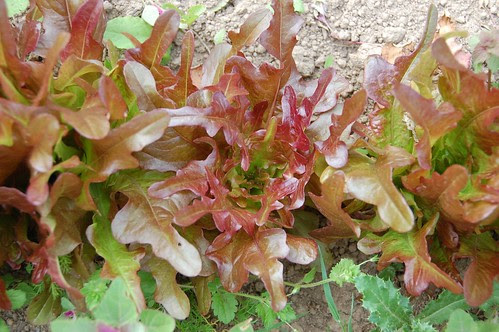 bronze arrow lettuce and weeds