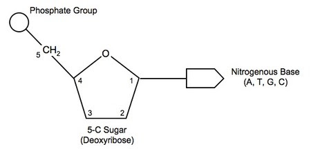3.3 DNA Structure | BioNinja
