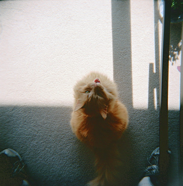 wtf, is that a holga?