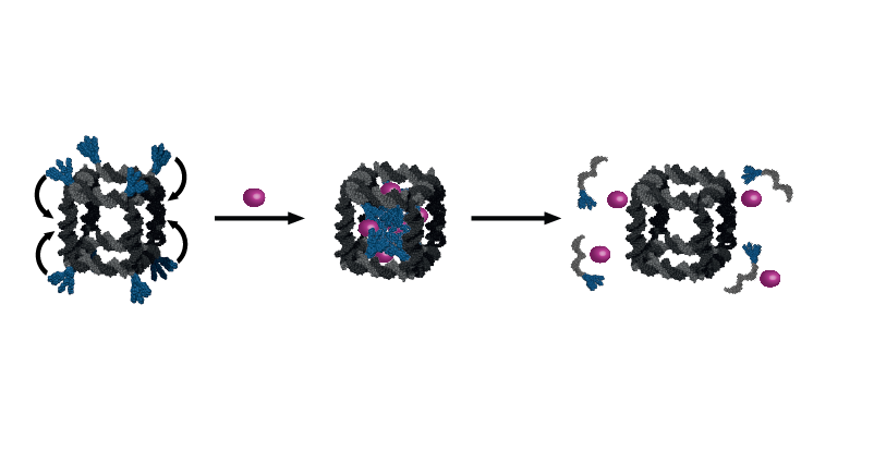 Dna Based Biological Nanostructures For Controlled Drug Delivery Kurzweil