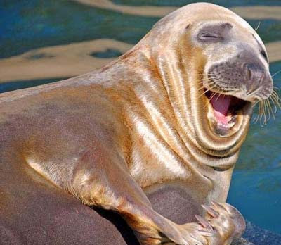 Happy Smiling Animals 032 Gambar gambar Senyuman yang Manis dan Menawan