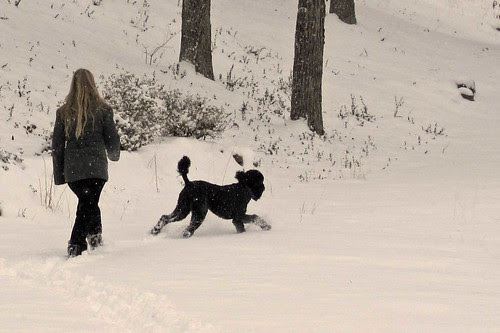 February Snow 3