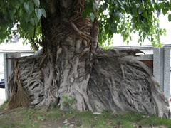 97.05.08明正國小菩提樹牆DSCN1611