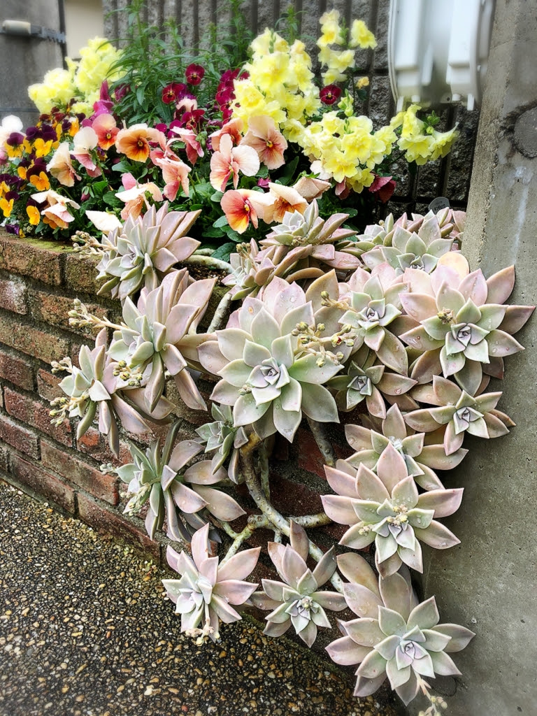 多肉植物 毎日が趣味三昧