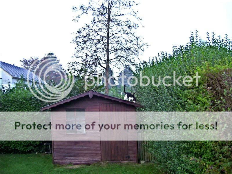 Photo Sharing and Video Hosting at Photobucket