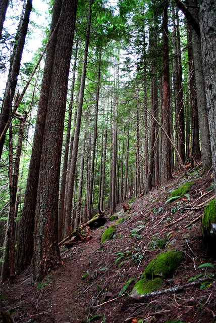 Hunchback Mountain Trail #793 - Mt. Hood National Forest