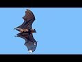 √ bebe chauve souris geante 929719