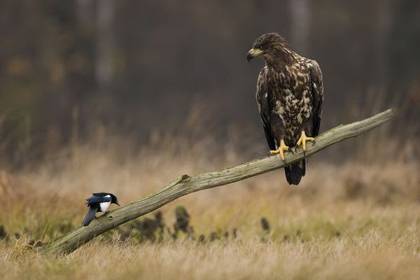 Bird Photography