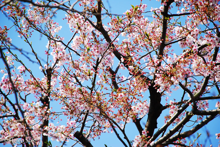 The Meaning of Cherry Blossoms in Japan: Life, Death and ...
