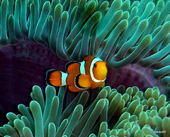 Clownfish at Koh Bon Island, Thailand