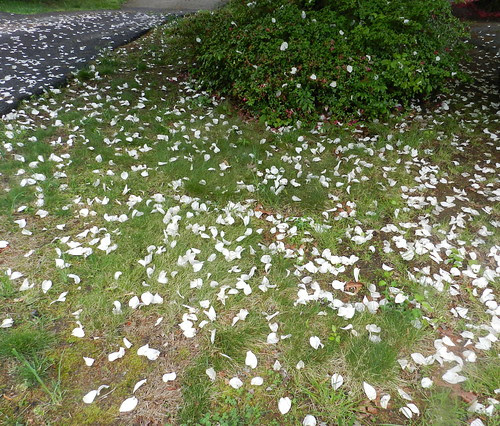 naturenoteDSCN6552