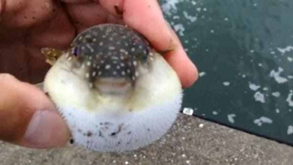 ふぐぅ ヤマアラシ魚へのボケ ボケて Bokete