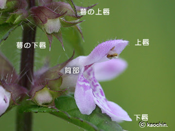 シソ科 特徴と用語 野山の花たち 東北と関東甲信越の花