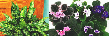 Indoor Plant Low Light Conditions - Low Light Indoor Plants House Plants That Thrive In Lower Light : Putting them in low light can cause them to stop blooming or growing to their full extent.