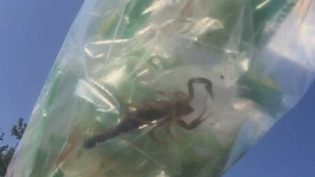 scorpion costco banana bag