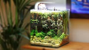 23+ Low Tech Aquascape