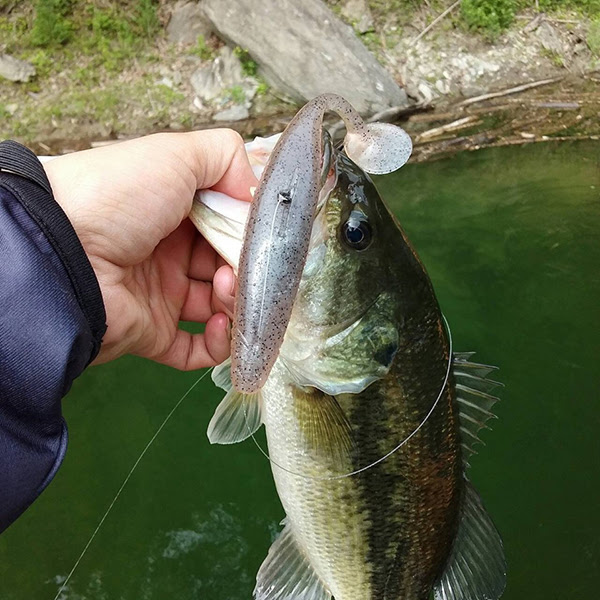 高知県早明浦ダムにて ドライブシャッド6 で48 の良型含め22本 船中47本 ものバスがキャッチされました O S P Inc
