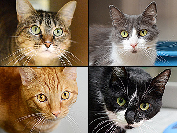 California Real Estate Attorney Brian Russell Kirchoff Leaves Cats $ 800,000