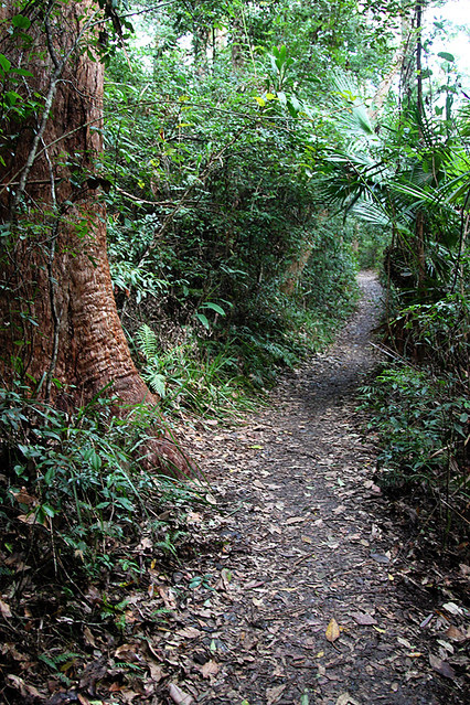 MalenyRainforest2