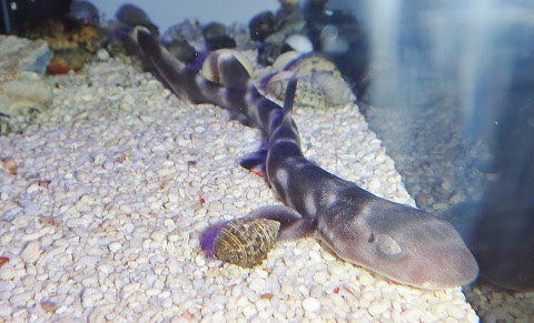 追加入荷情報 海水魚 海水魚ショップ 海水魚専門店情報