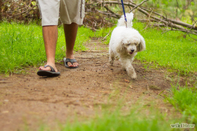 How to Leash Train a Puppy: 7 Steps (with Pictures) - wikiHow