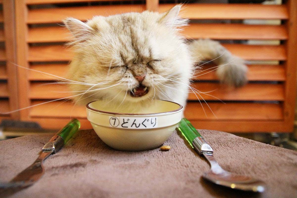 東京 猫スポット ６選 おすすめ猫カフェ かわいいネコ雑貨はココ 東京都 Lineトラベルjp 旅行ガイド