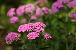 pink yarrow
