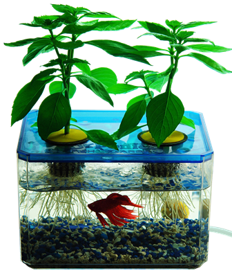 Mini Aquaponics Garden