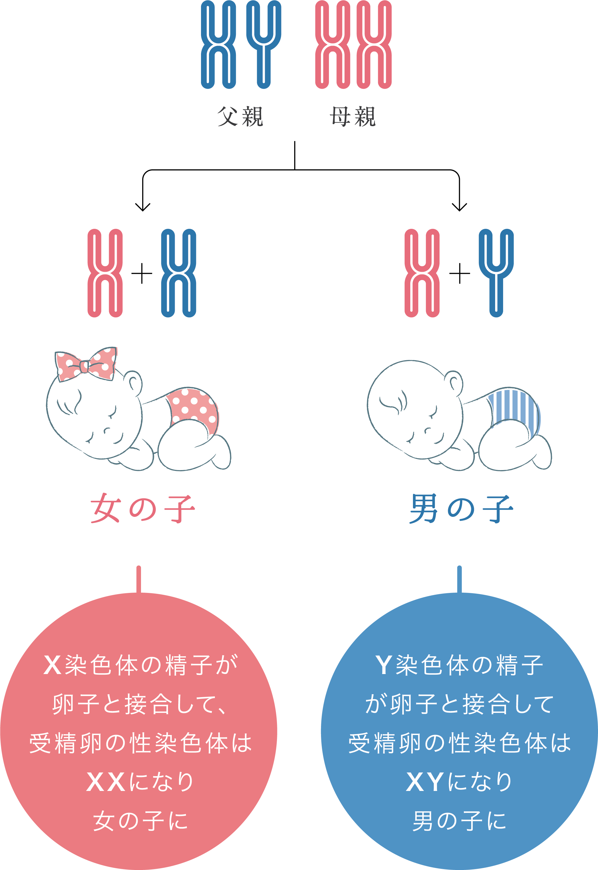 パパとママに知っておいて欲しいこと 日本薬品研究センター